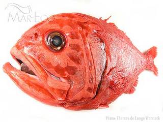 Orange_roughy.jpg