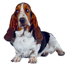 basset.jpg