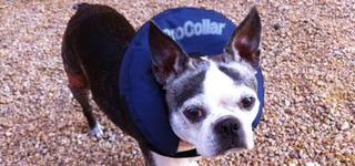 cone-of-shame-hero.jpg